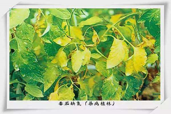 西紅柿缺氮