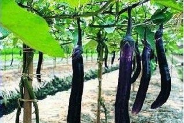 茄子缺鉀