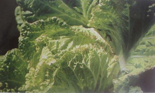 甘藍缺鈣