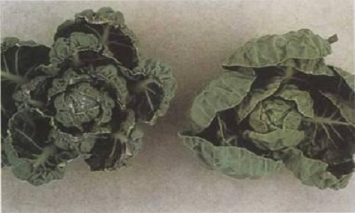 甘藍缺鈣