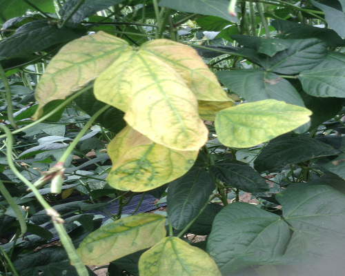 菜豆缺硫