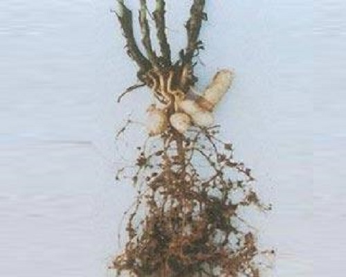 花生根結(jié)線蟲(chóng)病