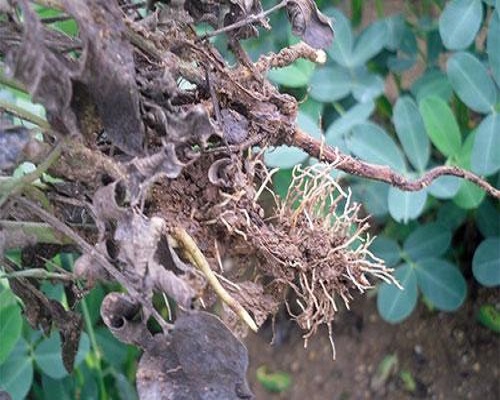 花生根結(jié)線蟲(chóng)病