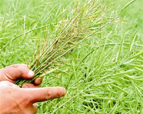 油菜花而不實病