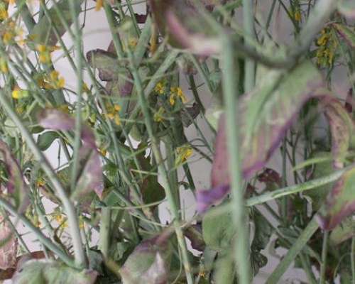 油菜花而不實病