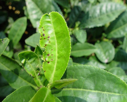 茶圓赤星病 茶圓赤星病