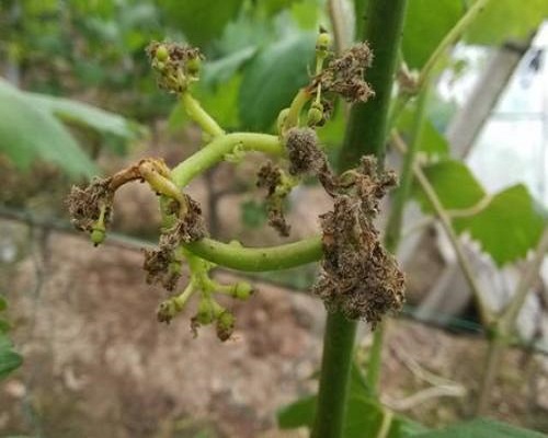 葡萄灰霉病，水溶性肥料