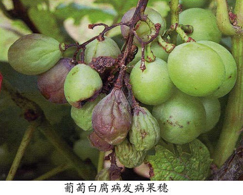 葡萄白腐病,葉面肥生產廠家