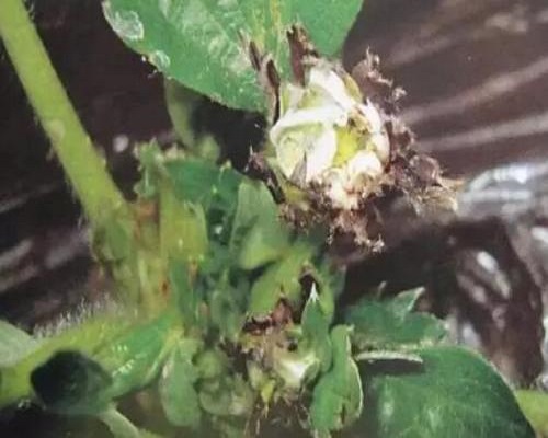 草莓絲核菌芽枯病，草莓沖施肥