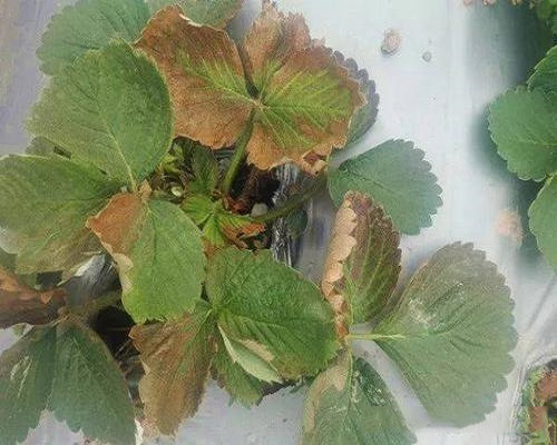 草莓黃萎病,水溶肥料價(jià)格 草莓黃萎病,水溶肥料價(jià)格