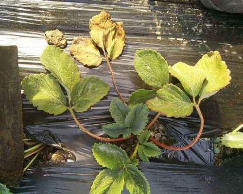 草莓青枯病,沖施肥價格