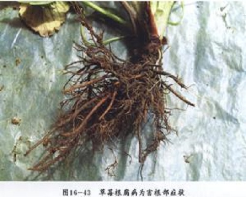 草莓根腐病,國(guó)內(nèi)水溶肥廠(chǎng)家排名 草莓根腐病,國(guó)內(nèi)水溶肥廠(chǎng)家排名