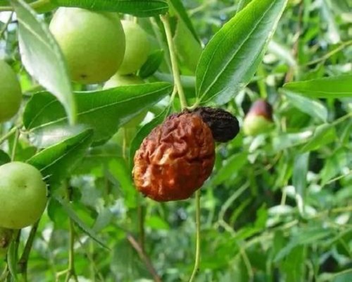 棗縮果病,水溶肥生產廠家