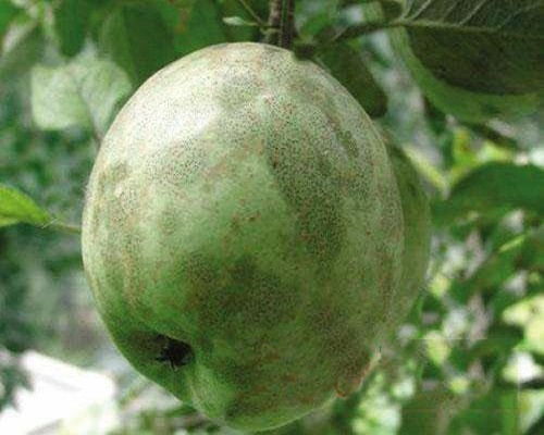 番茄煤污病,大量元素水溶肥標準 番茄煤污病,大量元素水溶肥標準