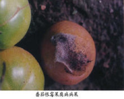 番茄根霉果腐病,大量元素水溶肥料廠(chǎng)家