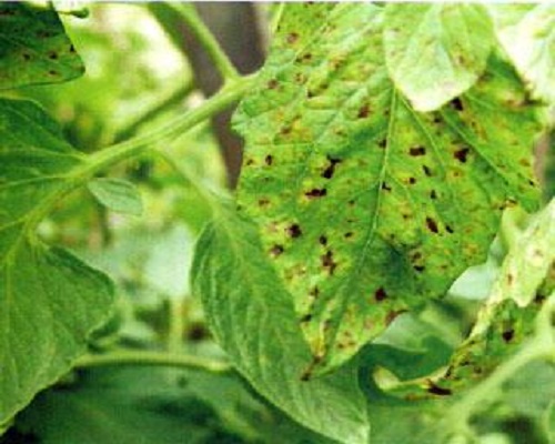 番茄細(xì)菌性斑疹病,葉面肥代加工