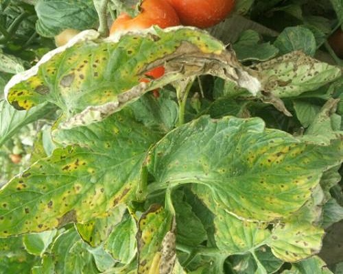 番茄細(xì)菌性斑疹病,水溶性肥料