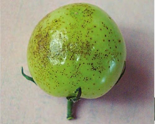 番茄細(xì)菌性斑疹病,水溶肥大量元素 番茄細(xì)菌性斑疹病,水溶肥大量元素