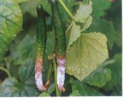 黃瓜菌核病,德國(guó)葉面肥