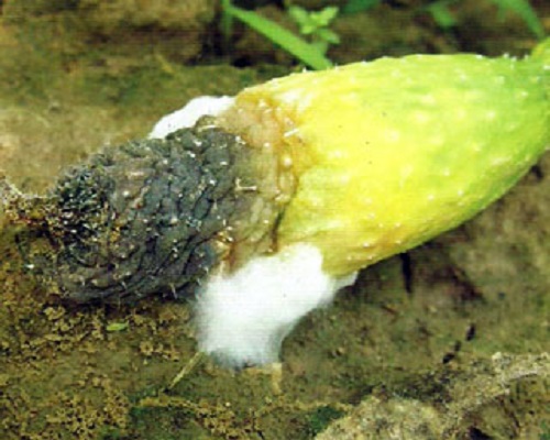 黃瓜棉腐病,水溶肥生產廠家