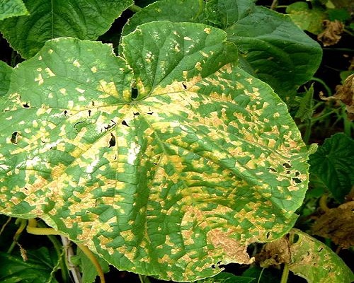 黃瓜細(xì)菌性角斑病,大量元素水溶肥料作用