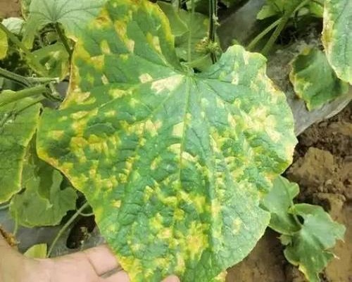 黃瓜細(xì)菌性角斑病,水溶性肥料價格
