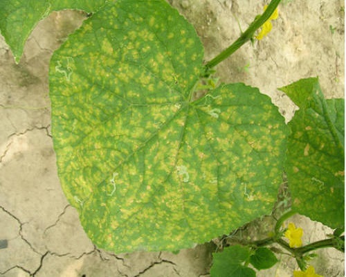 黃瓜細(xì)菌性角斑病,大量元素水溶肥料批發(fā)