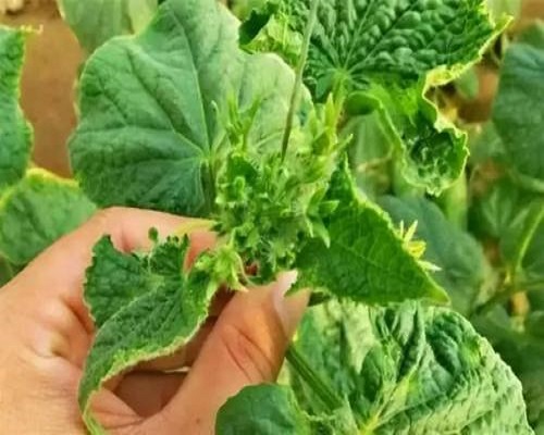 黃瓜花打頂,果樹(shù)葉面肥 黃瓜花打頂,果樹(shù)葉面肥