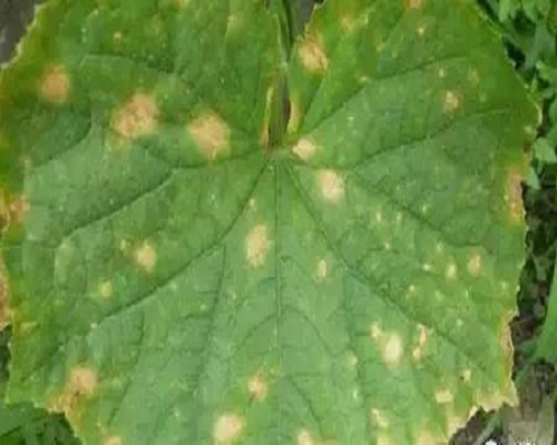 黃瓜二氧化硫為害,大量元素水溶肥標準 黃瓜二氧化硫為害,大量元素水溶肥標準