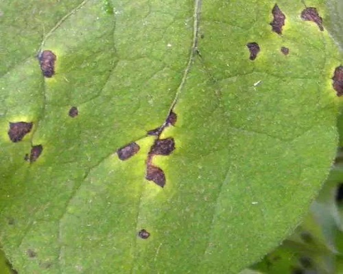 茄子黑枯病,進(jìn)口水溶肥價格