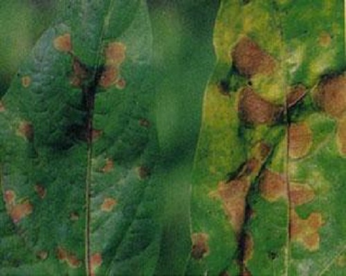 豇豆紅斑病,國內(nèi)水溶肥廠家排名