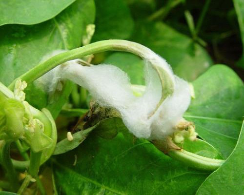 豇豆菌核病,水溶肥的價(jià)格