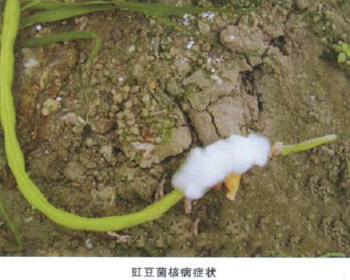 豇豆菌核病,水溶肥批發(fā)市場價(jià)格