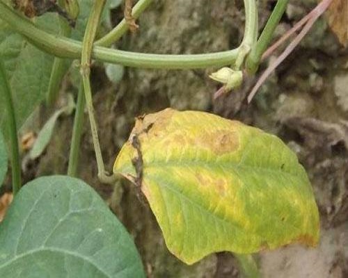 豇豆疫病,果樹沖施肥 豇豆疫病,果樹沖施肥
