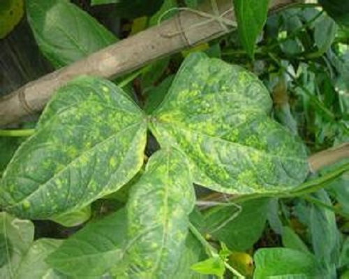 豇豆病毒病,沖施肥生產廠家