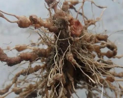 豇豆根結(jié)線蟲病,大量元素水溶肥料廠家