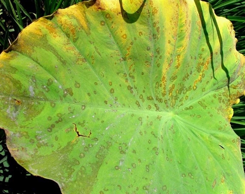 芋頭污斑病,大量元素水溶肥料批發(fā)