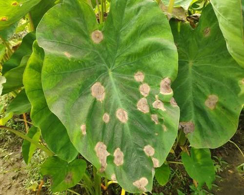芋頭輪斑病,大量元素水溶肥 芋頭輪斑病,大量元素水溶肥