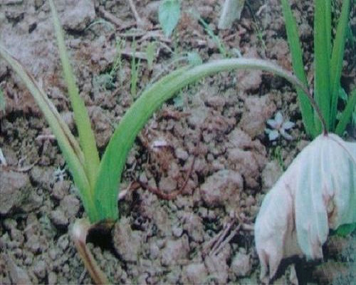 芋頭枯萎病,水溶肥廠家供應(yīng)水溶肥 芋頭枯萎病,水溶肥廠家供應(yīng)水溶肥