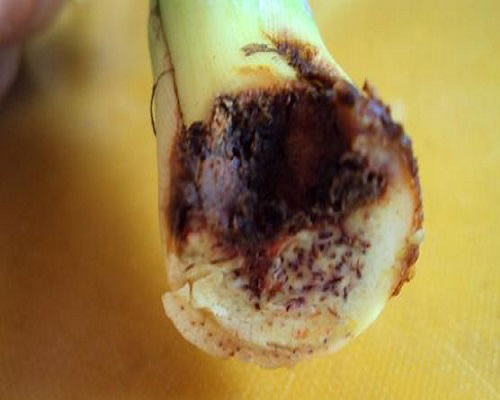 芋軟腐病,沖施肥價格