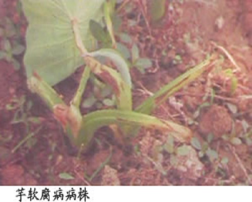 芋軟腐病,葉面施肥
