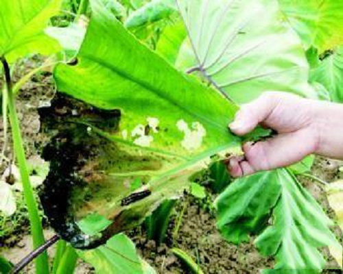 芋軟腐病,國內(nèi)水溶肥排名 芋軟腐病,國內(nèi)水溶肥排名
