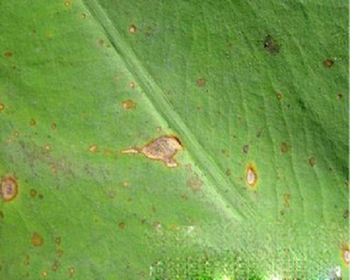 芋細(xì)菌性斑點(diǎn)病,葉面肥價格