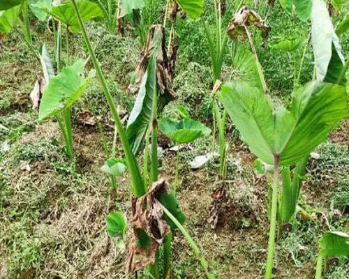 芋病毒病,大量元素水溶肥料批發(fā)