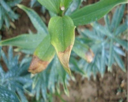 百合炭疽病,水溶肥價(jià)格