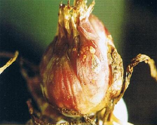 百合細菌性軟腐病,水溶肥十大名牌