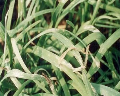 韭菜莖枯病,有機(jī)沖施肥 韭菜莖枯病,有機(jī)沖施肥