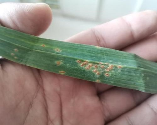 大蒜繡病,求購大量元素水溶肥料