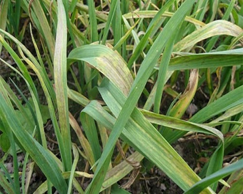 大蒜霉斑病,大量元素水溶肥料100強(qiáng) 大蒜霉斑病,大量元素水溶肥料100強(qiáng)