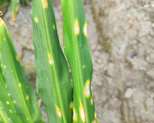 姜炭疽病,水溶肥料廠家 姜炭疽病,水溶肥料廠家